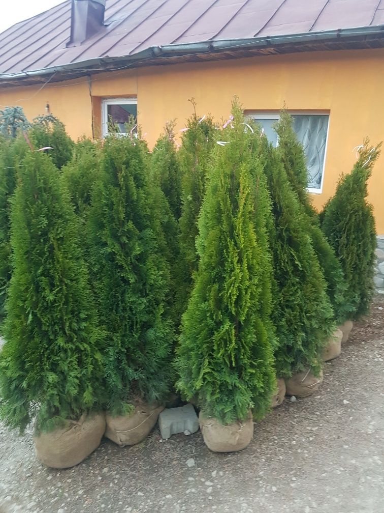 Tuia Smaragd Columnaris Leylandii Pon Spirale Mesteacăn Tei Etc