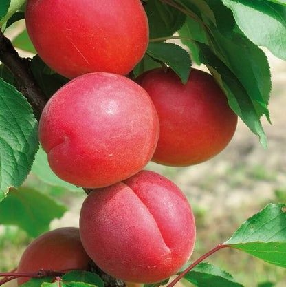 Pomi Fructiferi deosebiti  cais big red