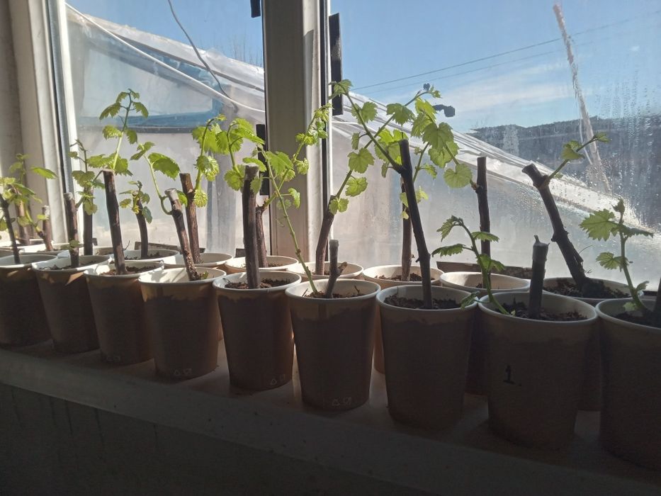 Жүзім көшеттері үш түр бар