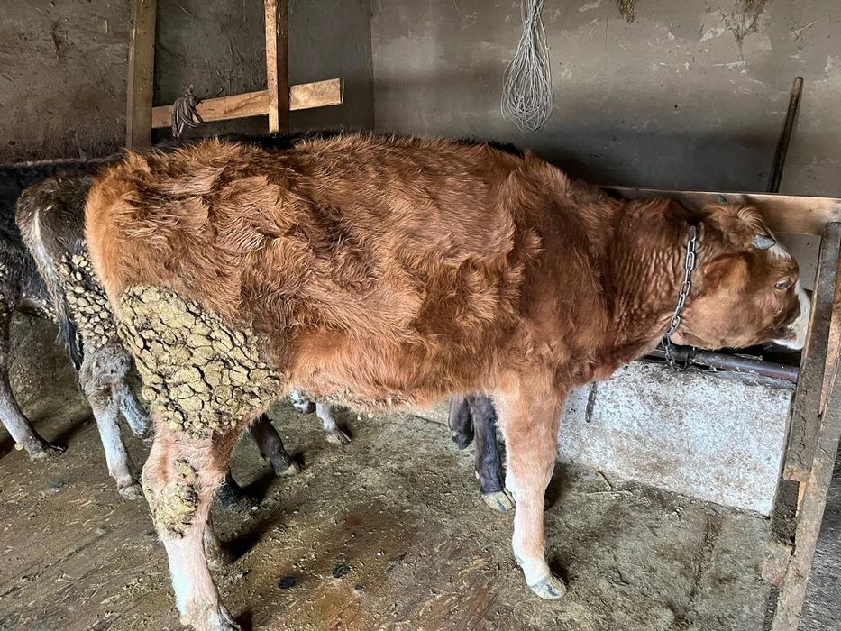 Продам телочку Сементалку