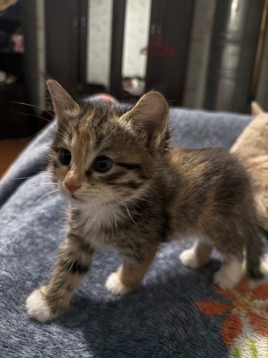 Отдам в добрые руки.