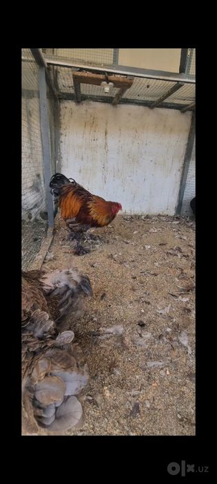 Курапат брамалар сотилади