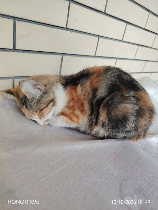 Отдаю котят в добрые руки