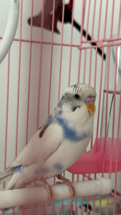 Продам волнистого попугая