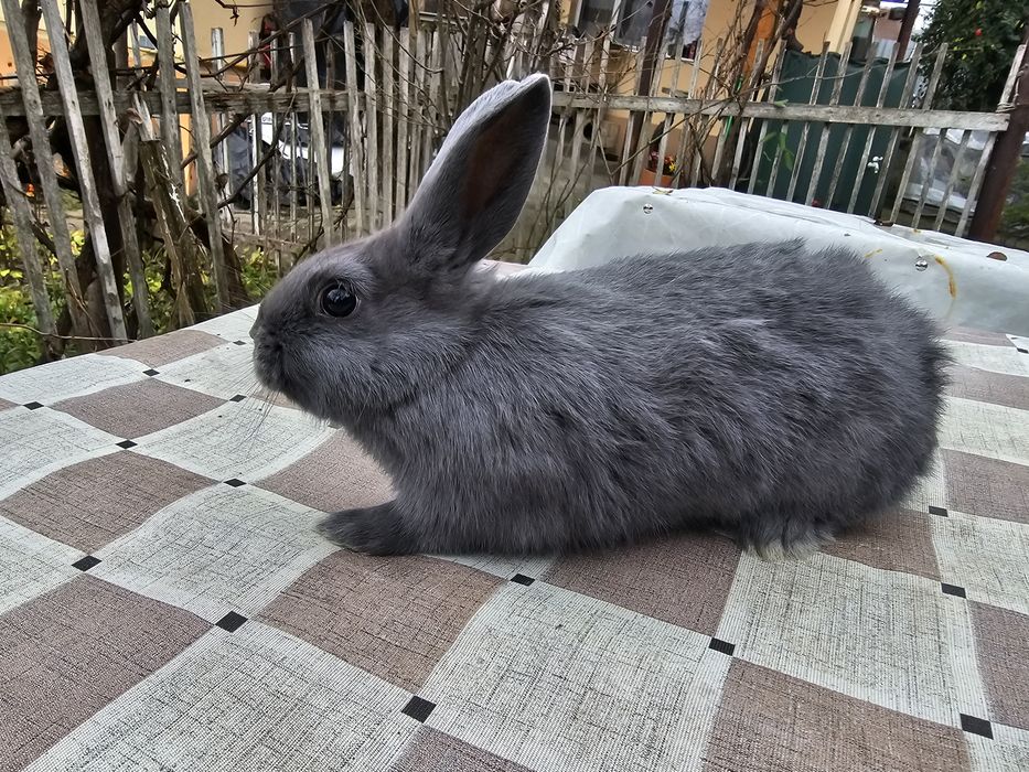 Iepurași Pitici Rex