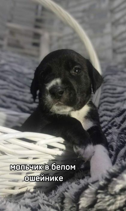 щенки Кане Корсо