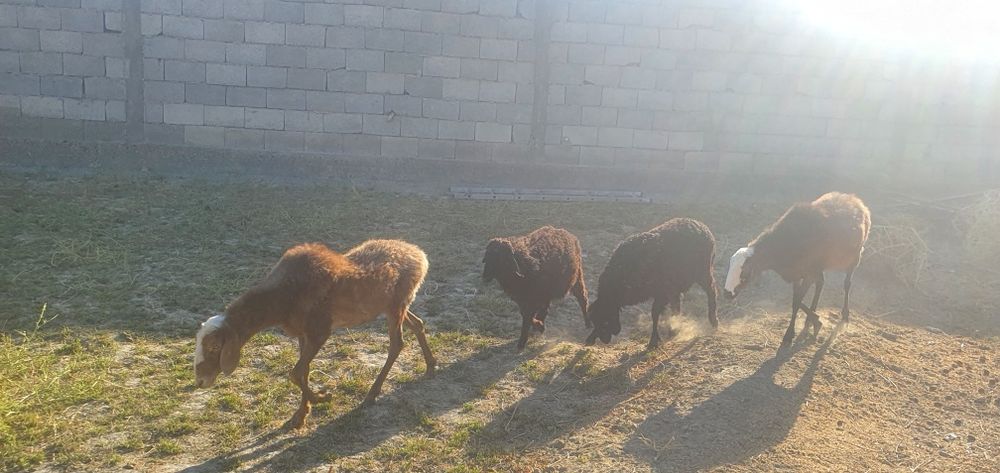 Ona bola qo'ylar sotiladi 2 para kelishamiz