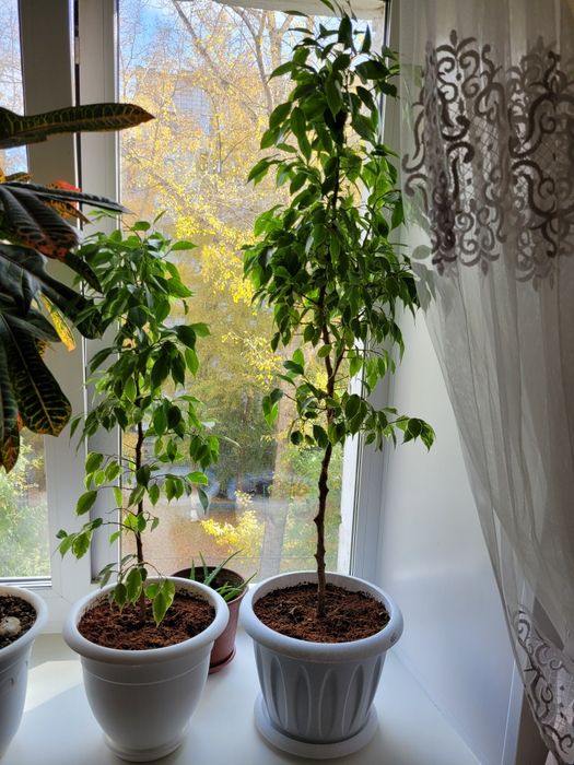 Продам комнатные цветы