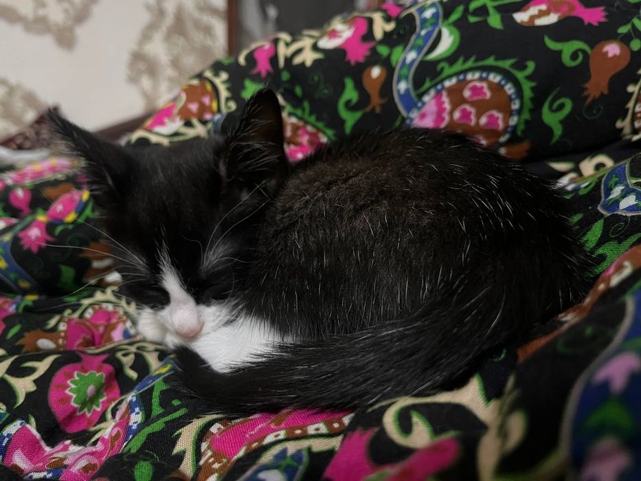 Felix zotli mushukcha