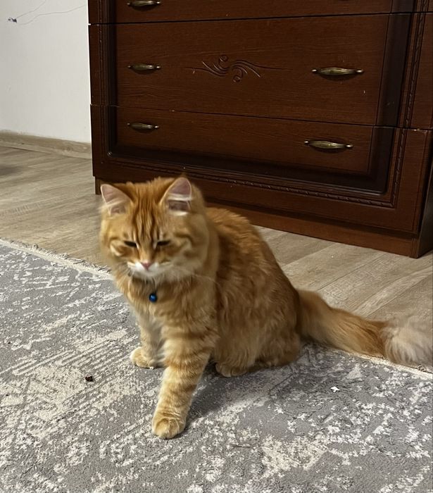 Продаем котенка.