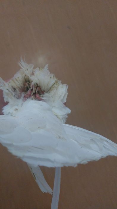 Голуби белый двухчубый самец кептер