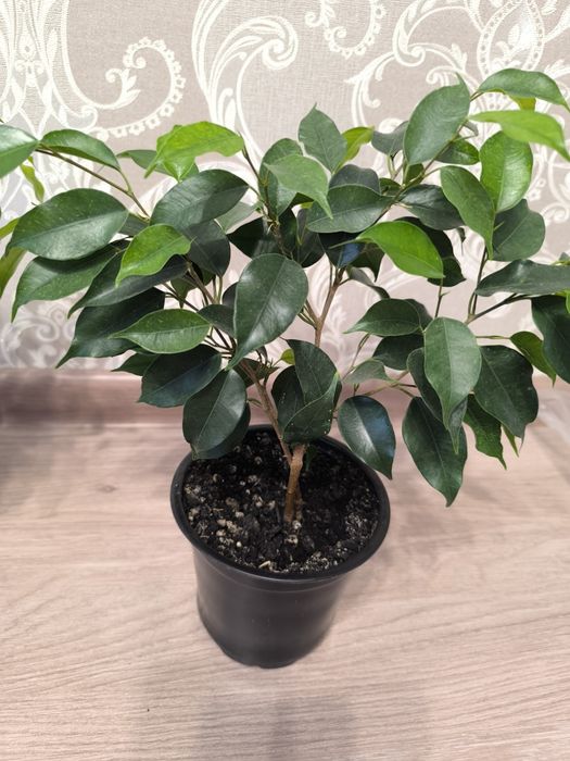 Продам Фикусы Бенджаминова