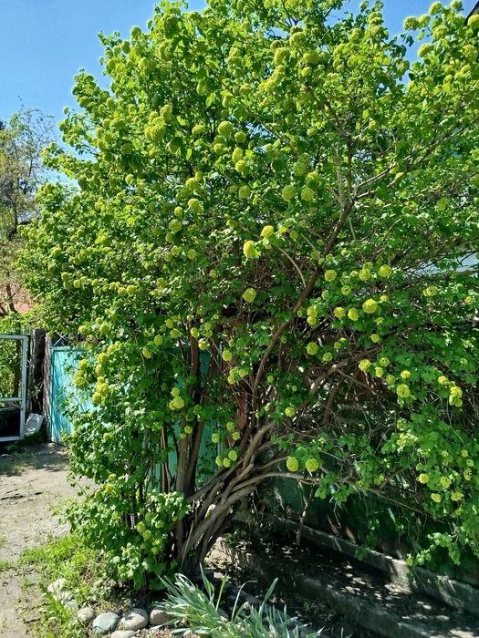 Продам бульданежь на подходе