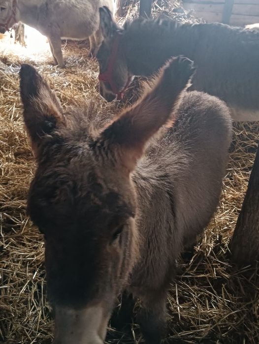 De vânzare magaritele