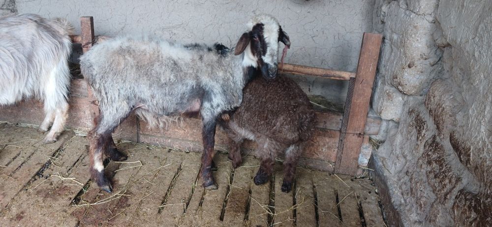 Қой қозысымен , қозы 3 айлық