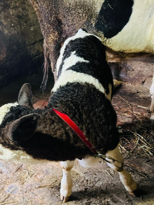 Ofer spre vânzare o vițea!