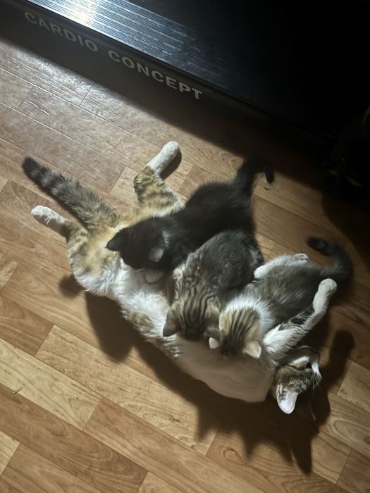Котята бесплатно