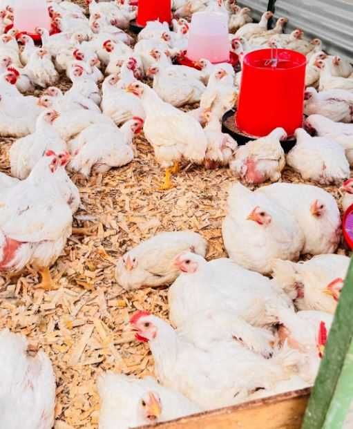 Prima serie pui de carne si rasa mixta