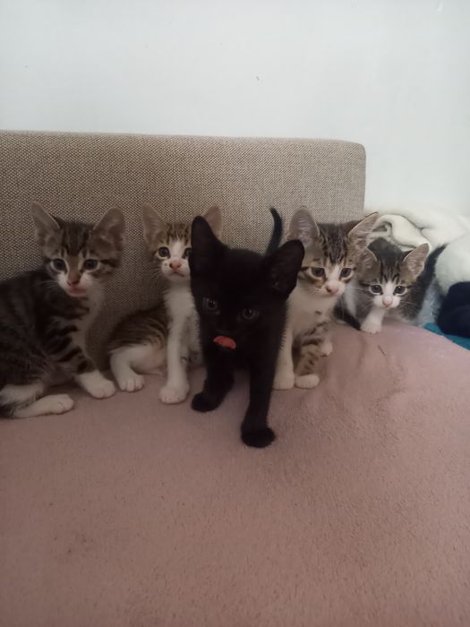 Ofer spre adopție 5 pui de pisică