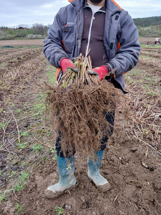 Разсад ягоди от производител