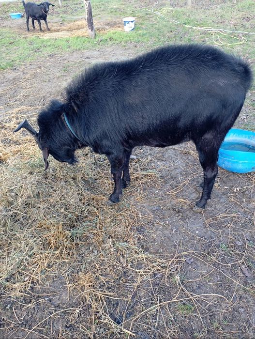 Vând trei capre și un țap!