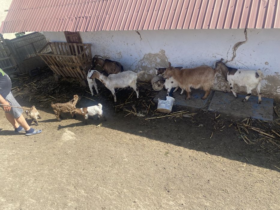 Vand 10 capre bune de lapte.