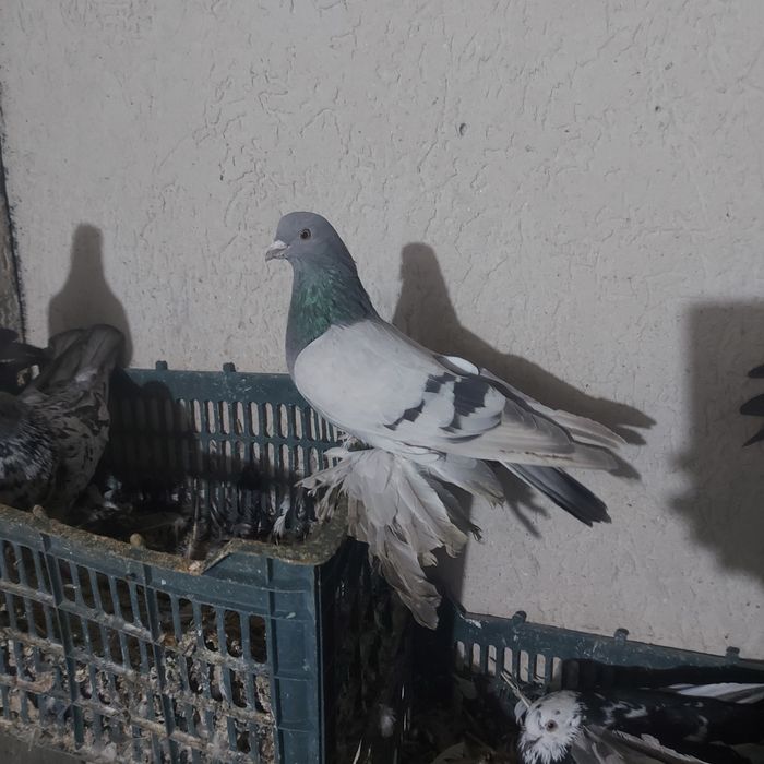 Уди самец тяга 20 25 метров