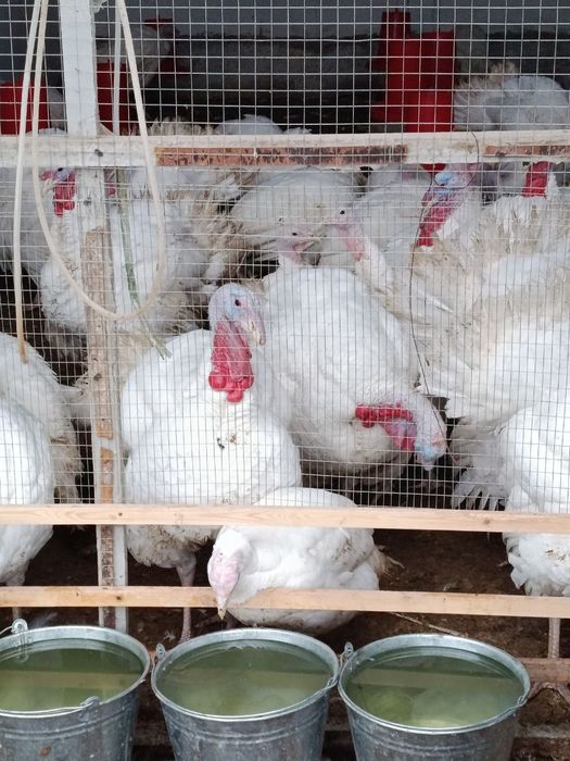 Kurka indyuk sotiladi 80tacha bor damashny boqlgan