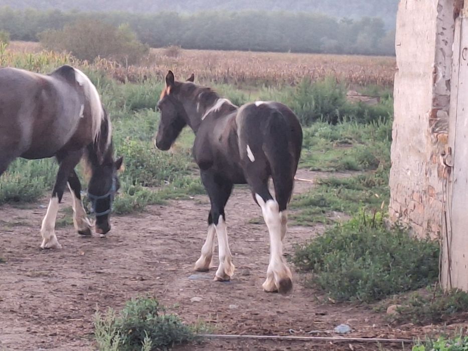 Manz 7 luni barok Pinto