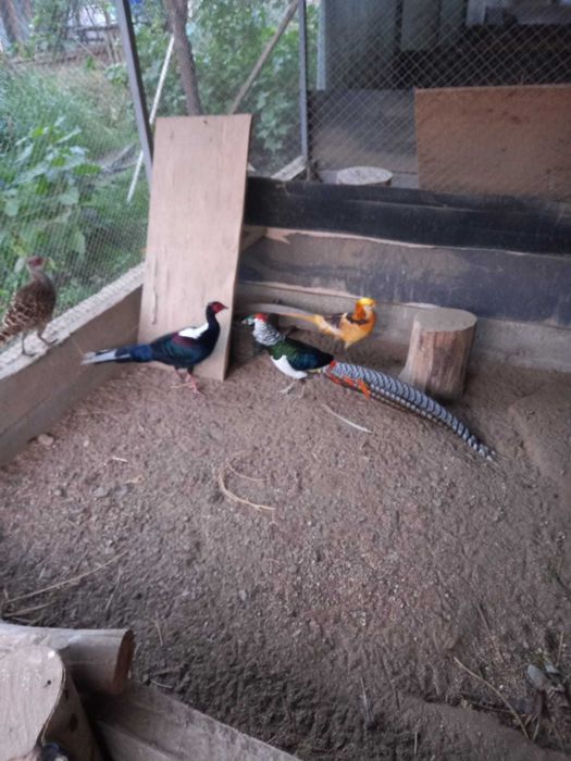 Продаются Алмазные фазаны