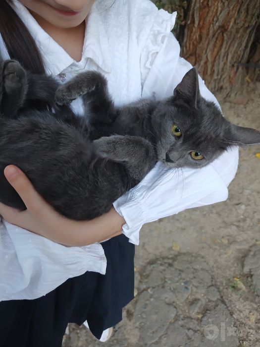 Котёнок 3 месяцев