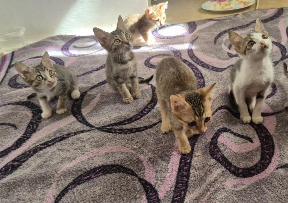 Марғаулар беремін