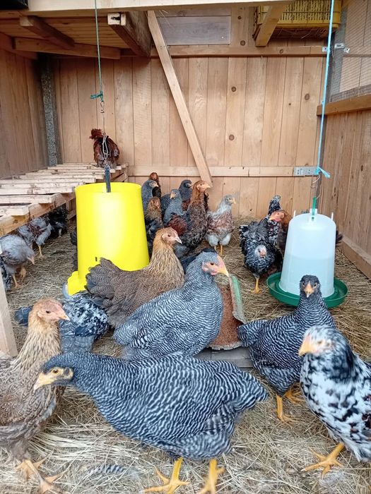 Gaini de vânzare în jud Galați