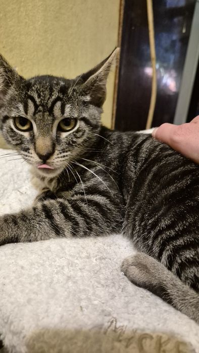 Motanel tigrat pt adoptie