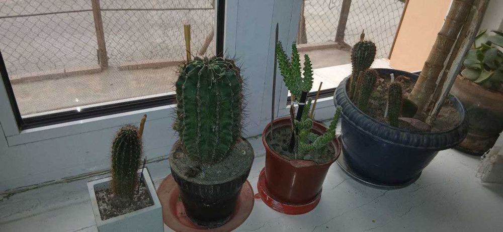 Цветы: филодендрон, шеффлер, фикус каучуконосный, спатифиллум