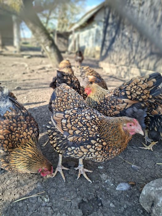 Vand gaini wyandotte  gsg