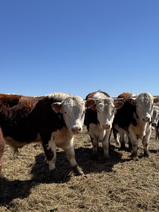 Поодам бычков племменных