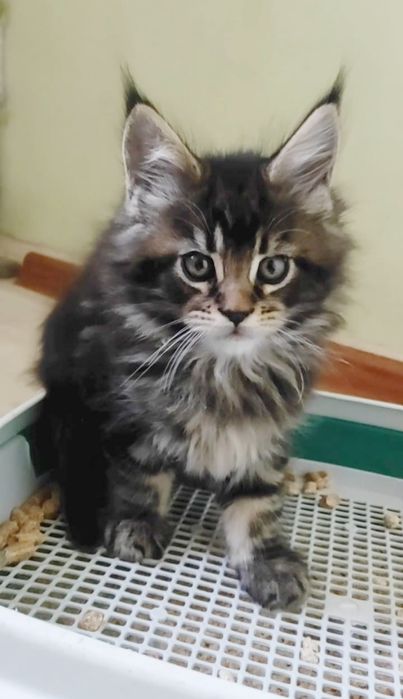 Котята мейн кун продажа.