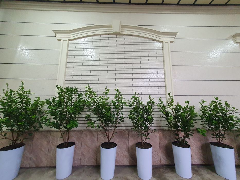 Xona va ofis  gullari