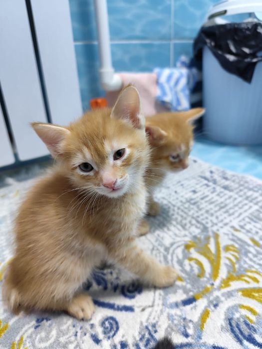 Котята,рыжые ,красивые