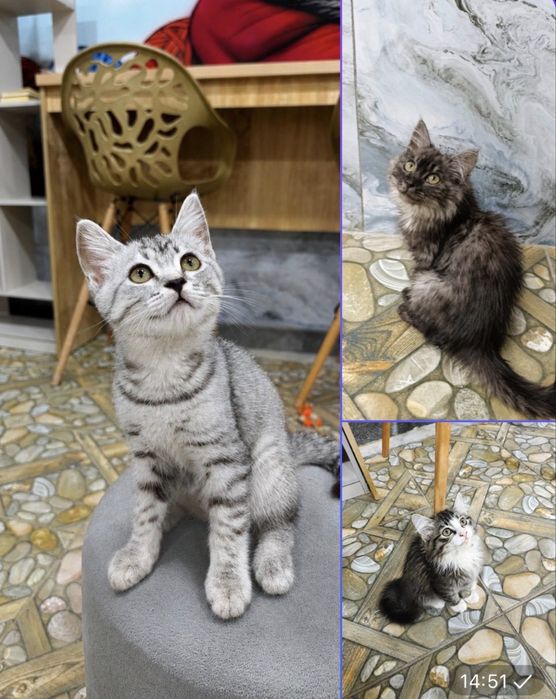 Котята в самые лучшие семьи!