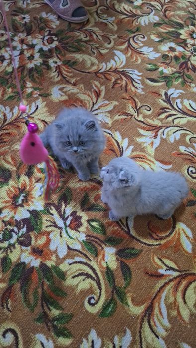 Ассал мушукчалар сотилади