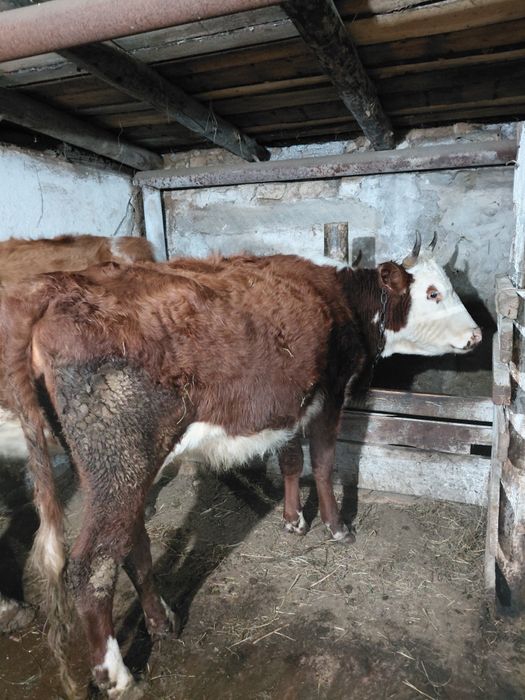 Продам коров стельные молодые