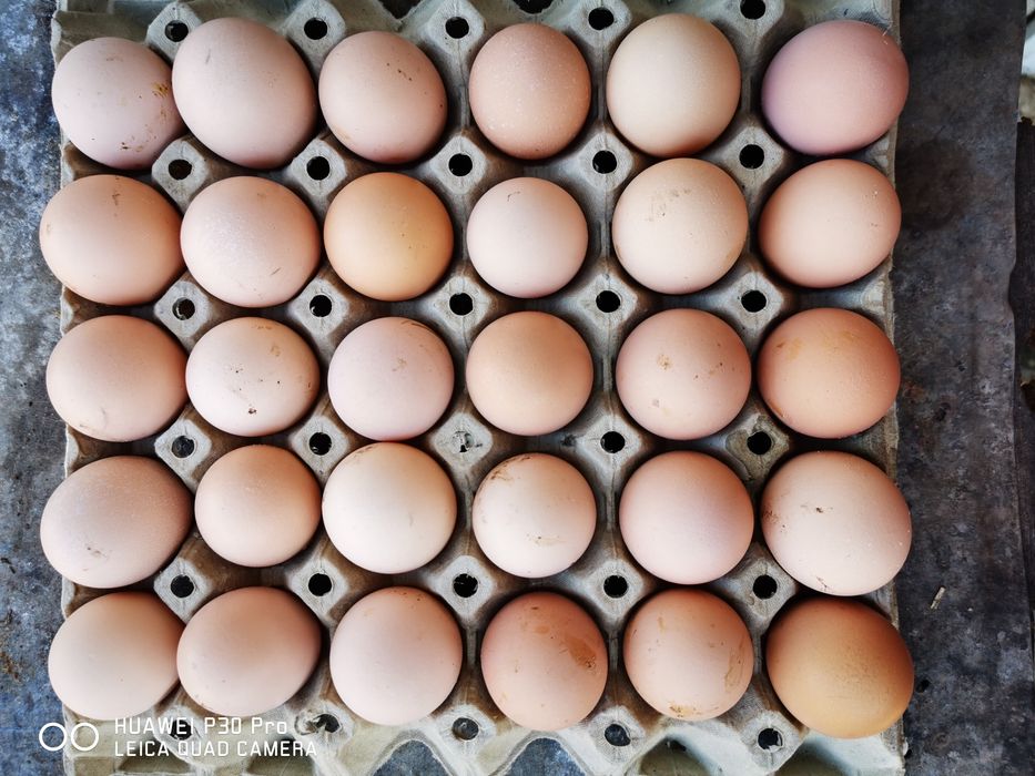 Разплодни яйца от черен австралорп .