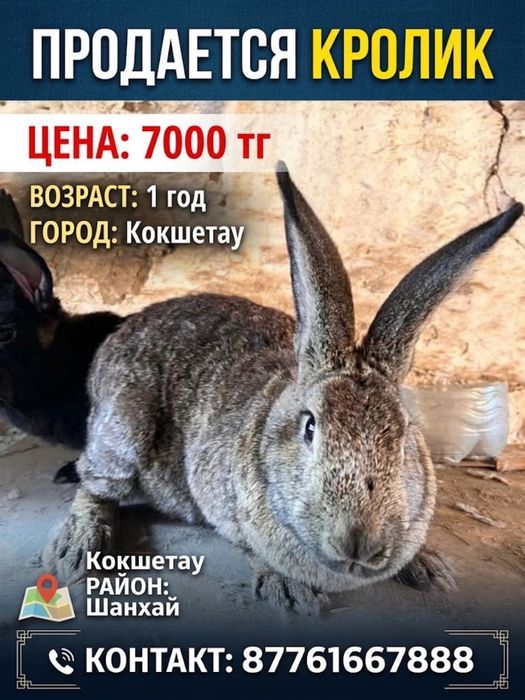 Продам кроликов разных пород