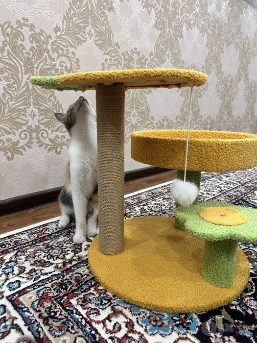 Кошачий домик в продаже