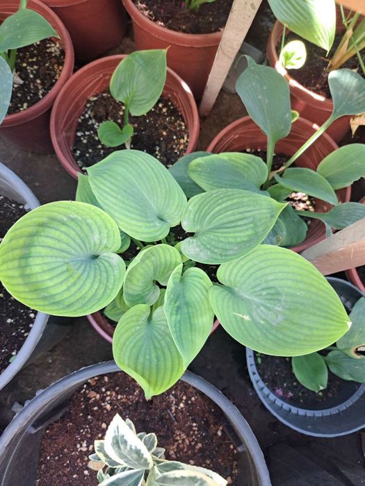 Хоста (лат. Hosta) — «королево тени»