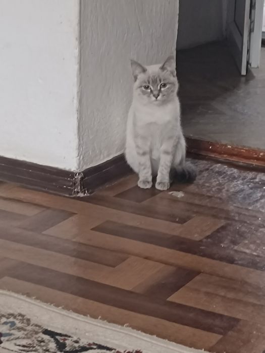 сиамские котята  красивые