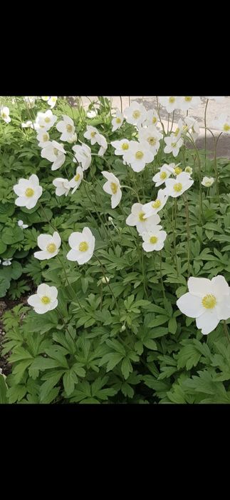 Продам цветы многолетние