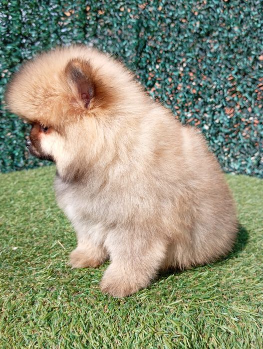 Померан померанчета